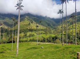 Cocora Valley Trail
