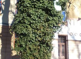 Monument In Tree