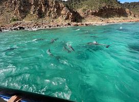 Kangaroo Island Marine Adventures