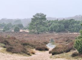 Mantingerveld