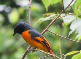 Bird Watching Tours in Sri Lanka