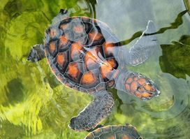 Discover Marine Wildlife and Eco Centre