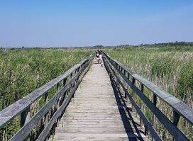 Grassy Narrows Marsh