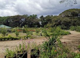 Bilar Man-Made Forest