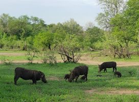 Majete Wildlife Reserve and African Parks Head Quarters