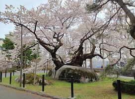 Ishiwarizakura (The Rock-Splitting Cherry Tree)