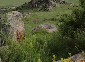 Khentii eco tourist camp