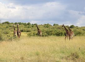 Maasai Mara Tours