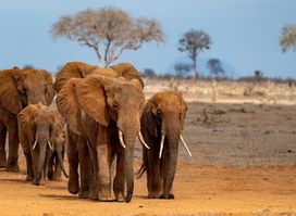 Tsavo National Park