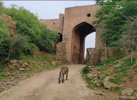 Ranthambore Safari Tours