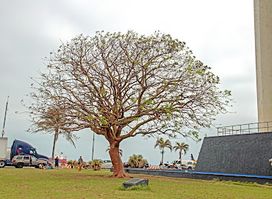 La Parroquia de Veracruz