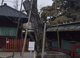 きささげの木