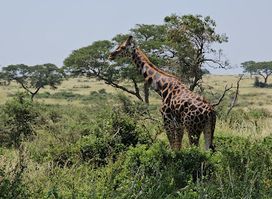 Murchison Falls National Park, Bugungu Gate