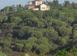 Eyamo ኢያሞ