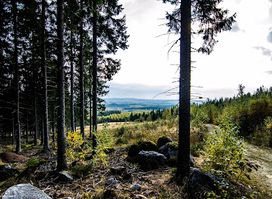 Koli Garden and Sculpture Park