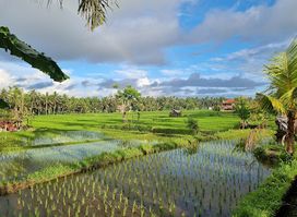 Kajeng Rice Field