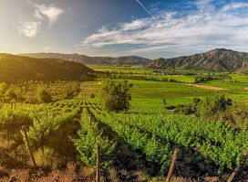 Ruta del Vino Valles de Curico