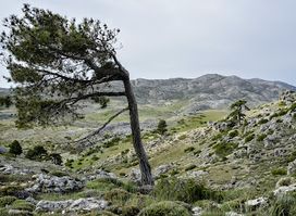 Campos de Hernán Perea