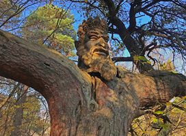 King of the Forest