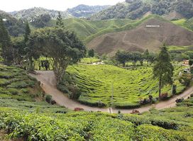 Bharat Tea Plantations Sdn. Bhd.