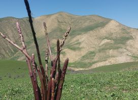 Alçapan (ƏLİÇAPAN) Dağı