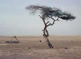 Tree of Ténéré