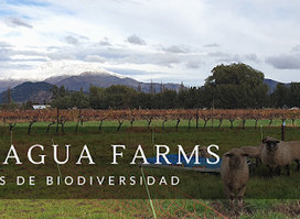 Aconcagua Farms