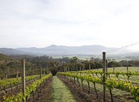 Levantine Hill Estate