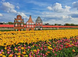 Tulip Experience Amsterdam
