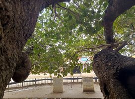 The Big Tree National Monument