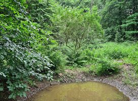 Ede Forest