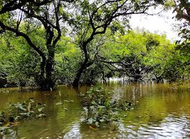 Ratargul Swamp Forest view Point