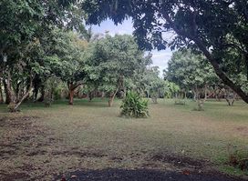 Party Field