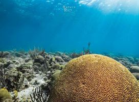 Double Reef