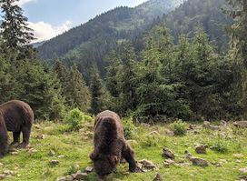 Rehabilitation center of brown bears