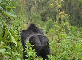 Gorilla Trek Africa