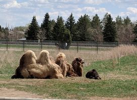 Dakota Zoo