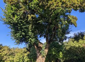 Oldest Tree in Budapest