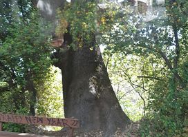 200 years old Oak tree