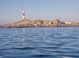 Penguin Catamaran Tours