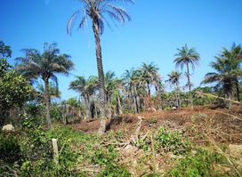 Parc national de Basse Casamance