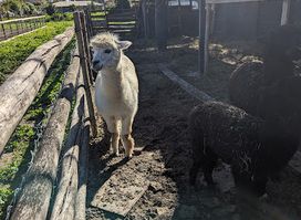 Campo La Quirinca