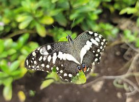 Zanzibar Butterfly Centre