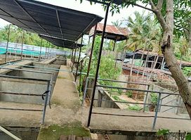 Battambang Crocodile Farm