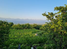 Togonidze's Wine Cellar