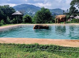 Samui Elephant Sanctuary Bophut