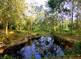 Chulanur Peafowl Sanctuary