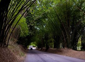 Bamboo Avenue St Elizabeth