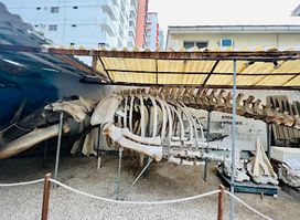 El Museo de Ballenas