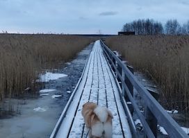 Yyterin Lietteet Bird Watching Tower